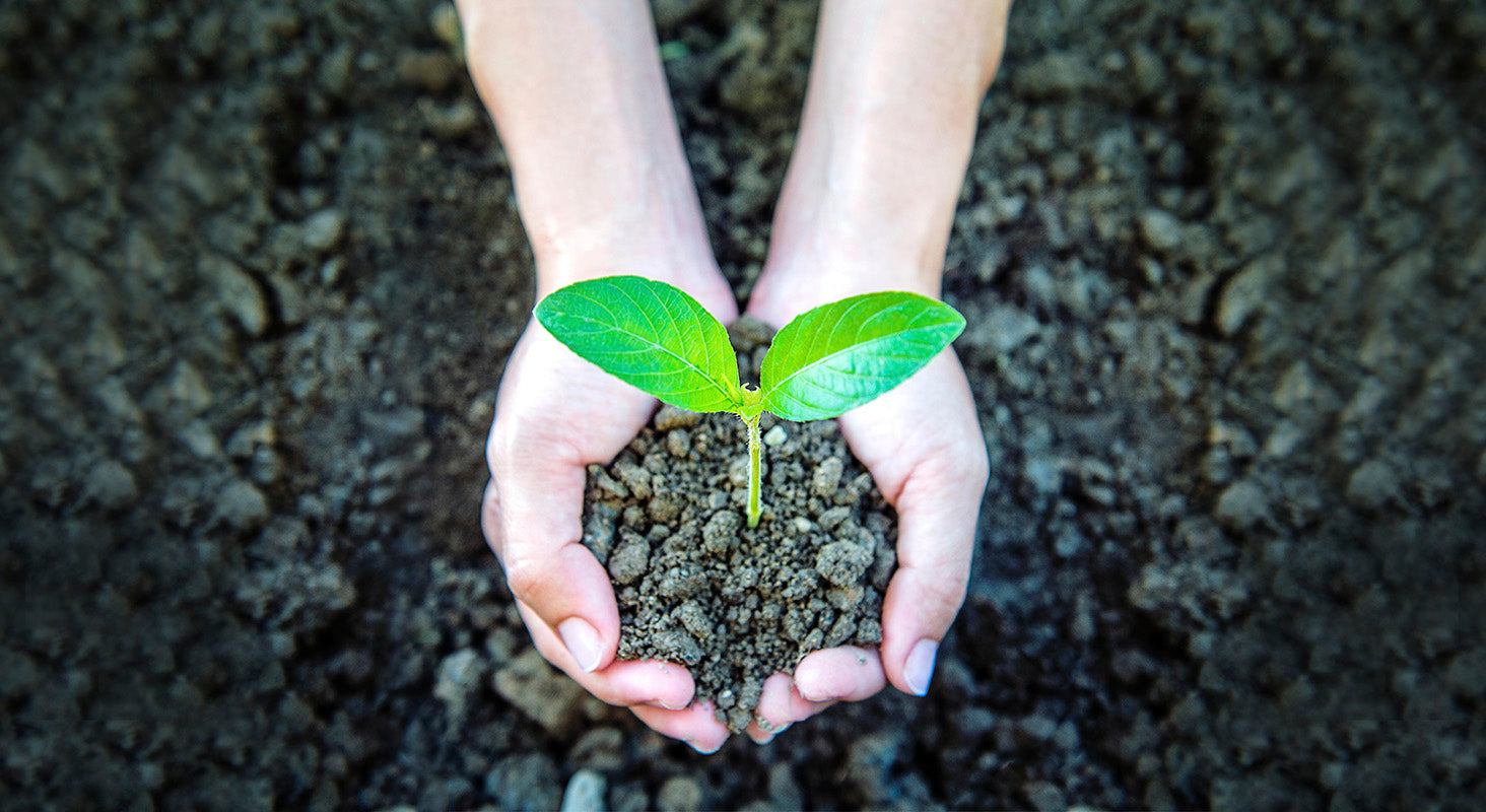 Artigo Plantas Inteiras vs Extrato