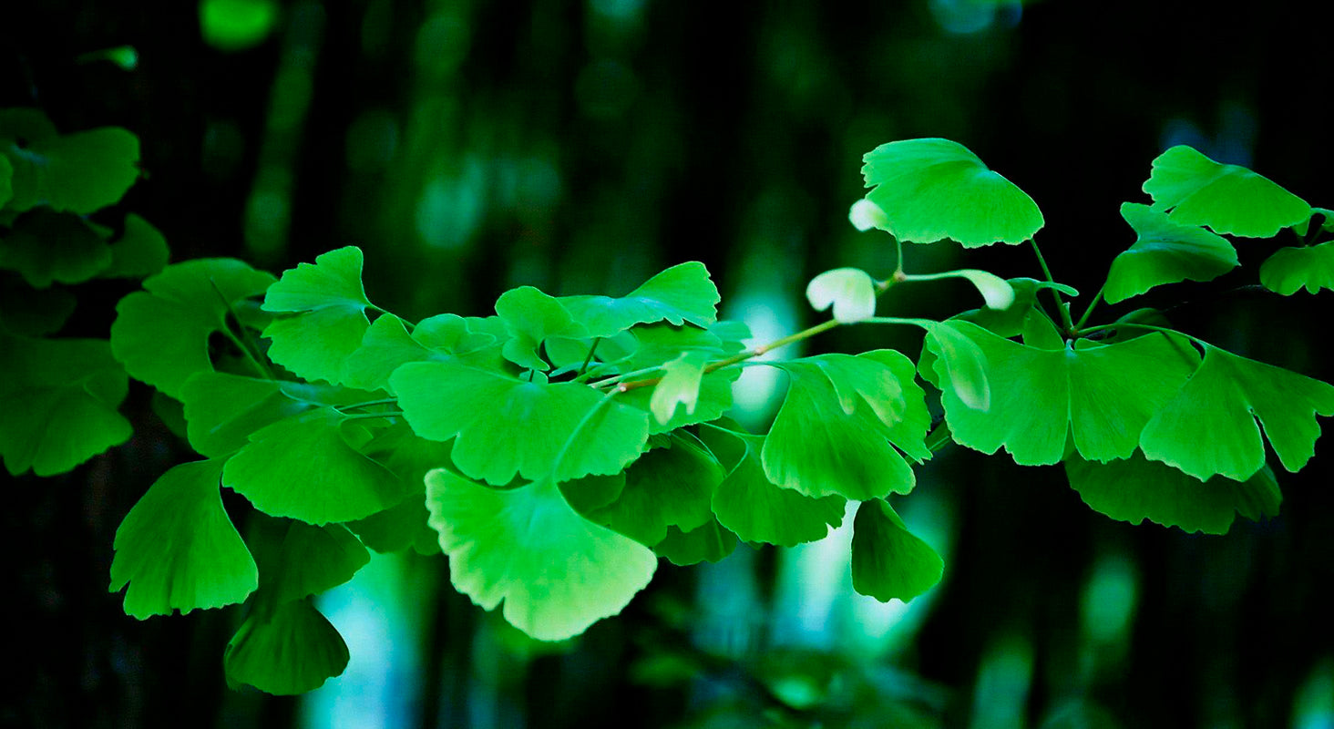 Ginkgo biloba e o Sistema Nervoso